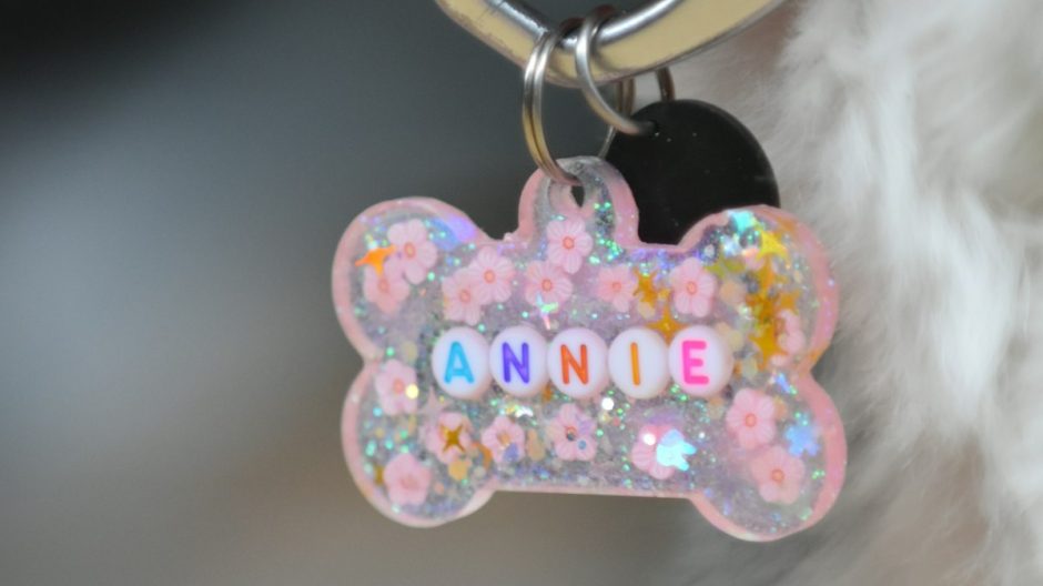 Dog wearing a collar
