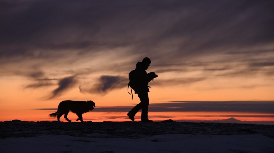 Dog wearing a harness outdoors