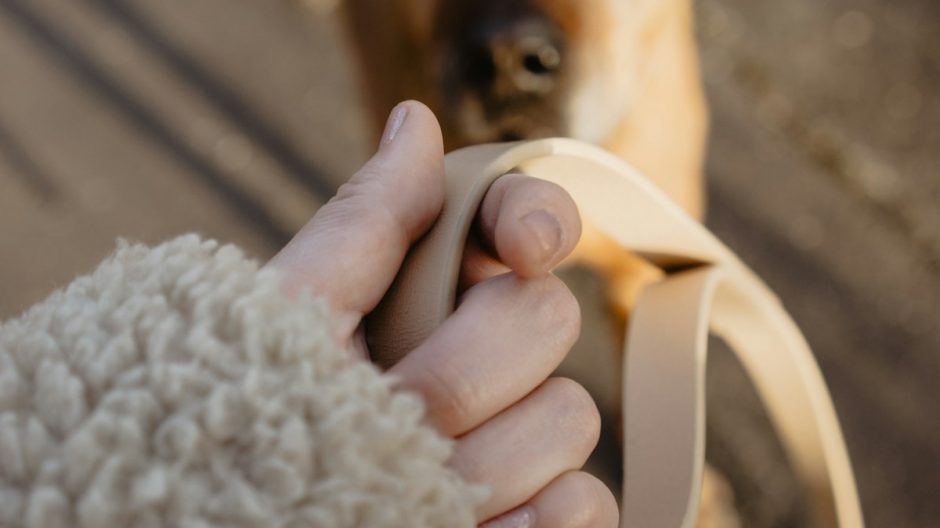 Dog on a leash during a walk